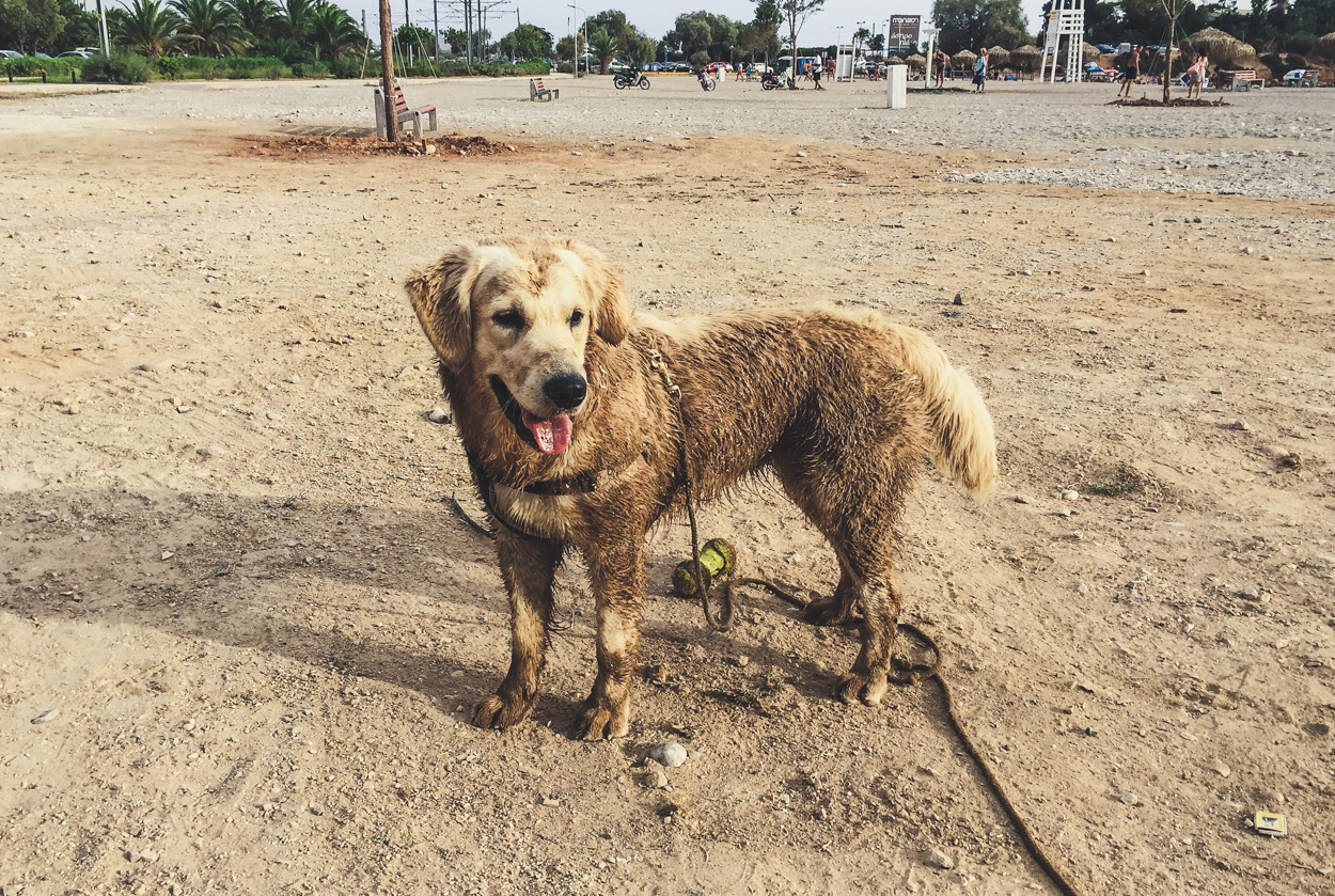 Hund Duschen Baden 1