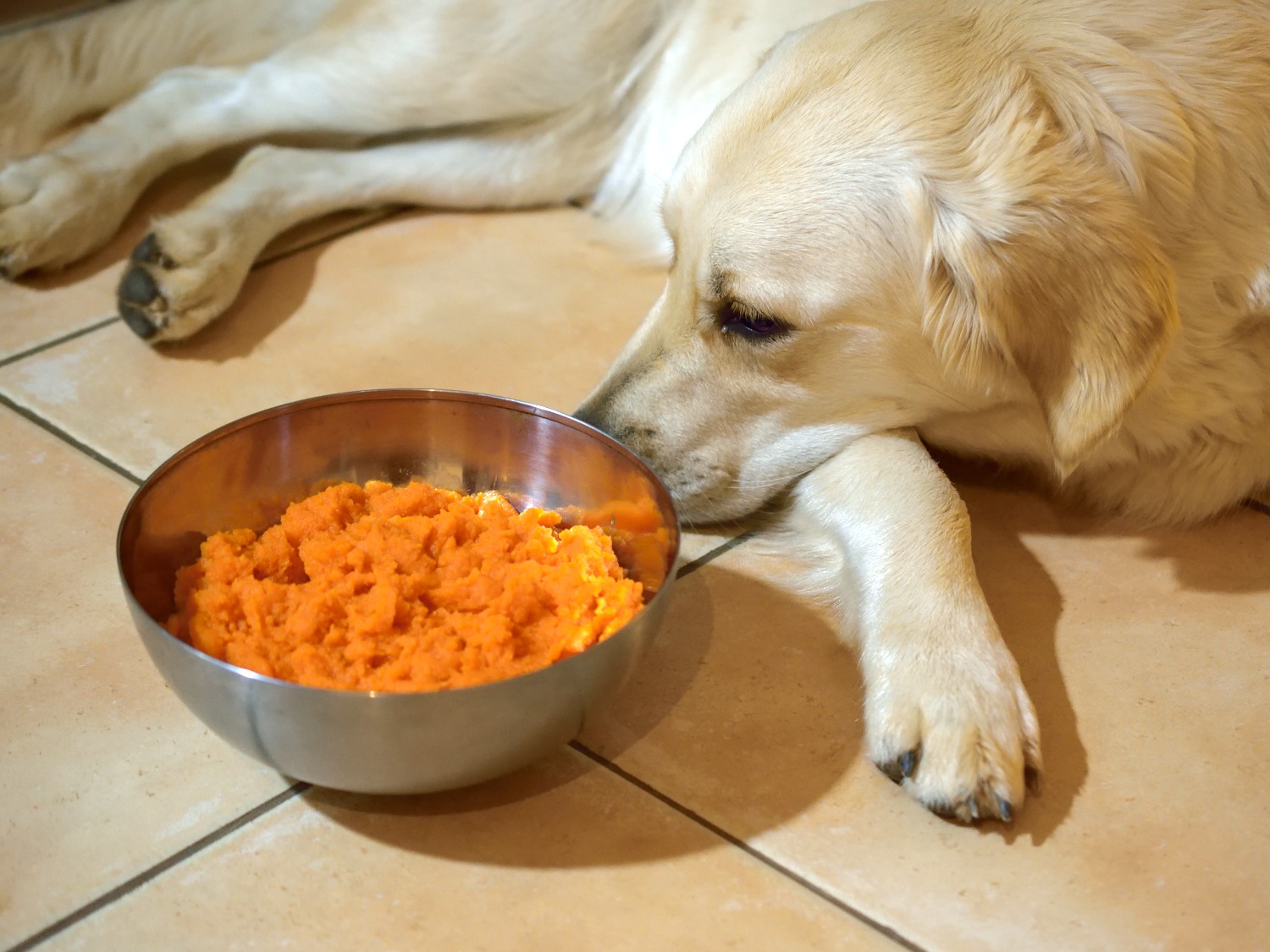 Rezept Karottensuppe für Hunde