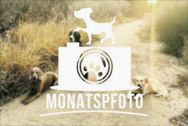 Monatspfoto November Hundeblog Header