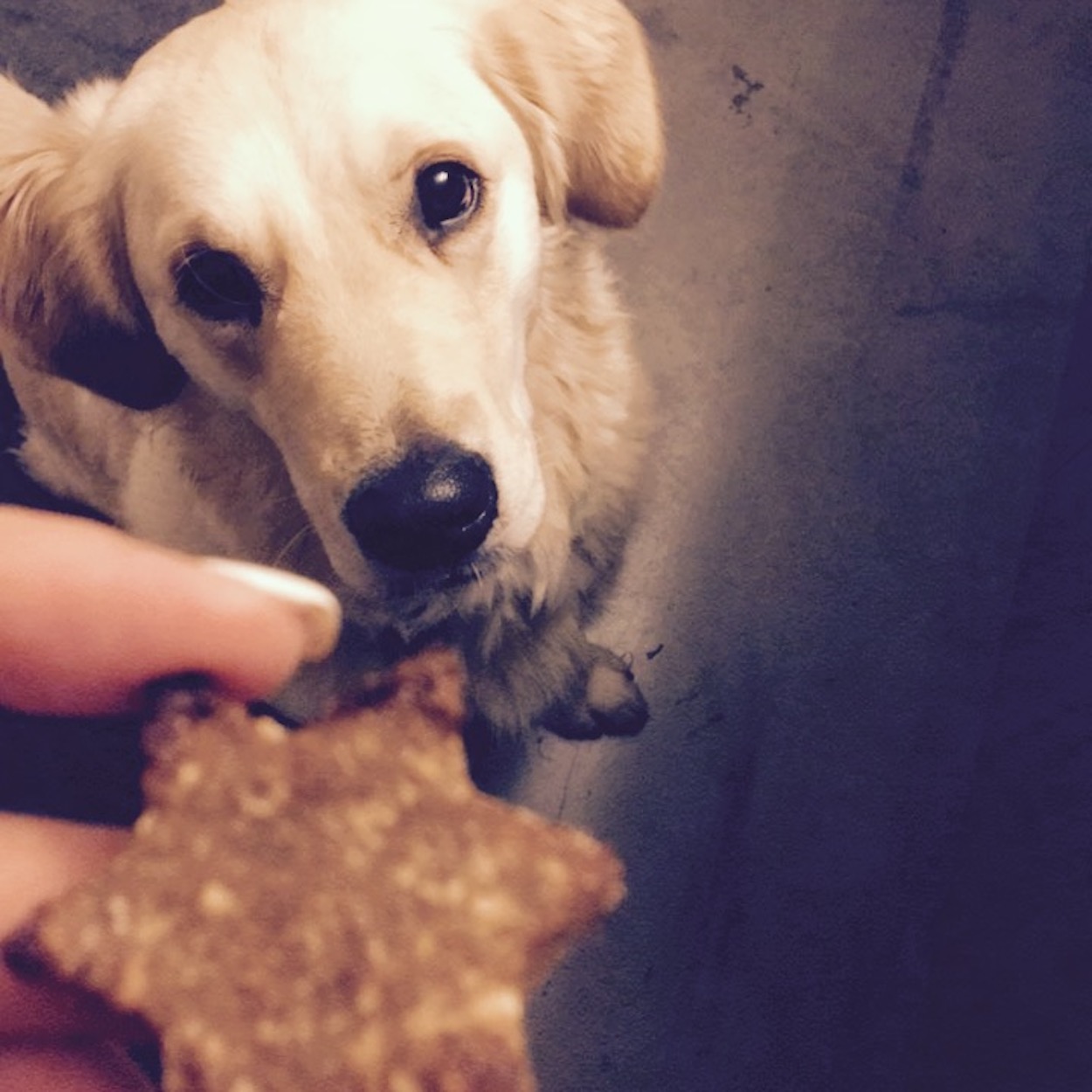 Weihnachtskekse Hunde Rezept