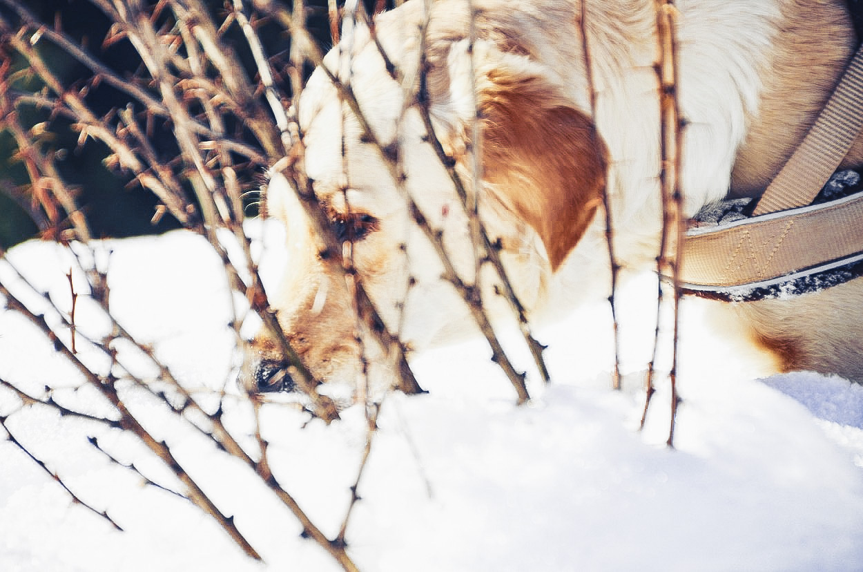 Mit Hund Im Schnee 1