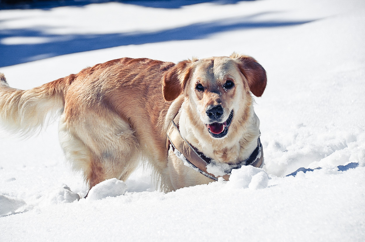 Mit Hund Im Schnee 2