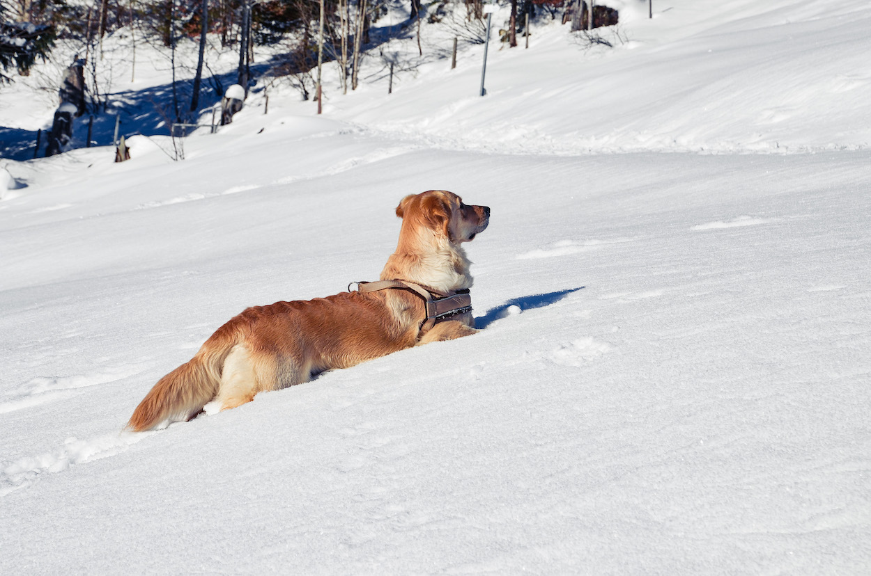 Mit Hund Im Schnee 6