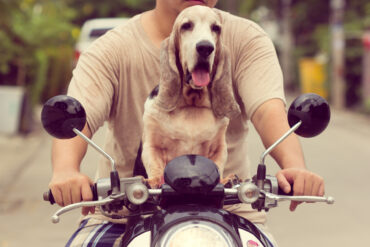 Dog Sitting On The Bike