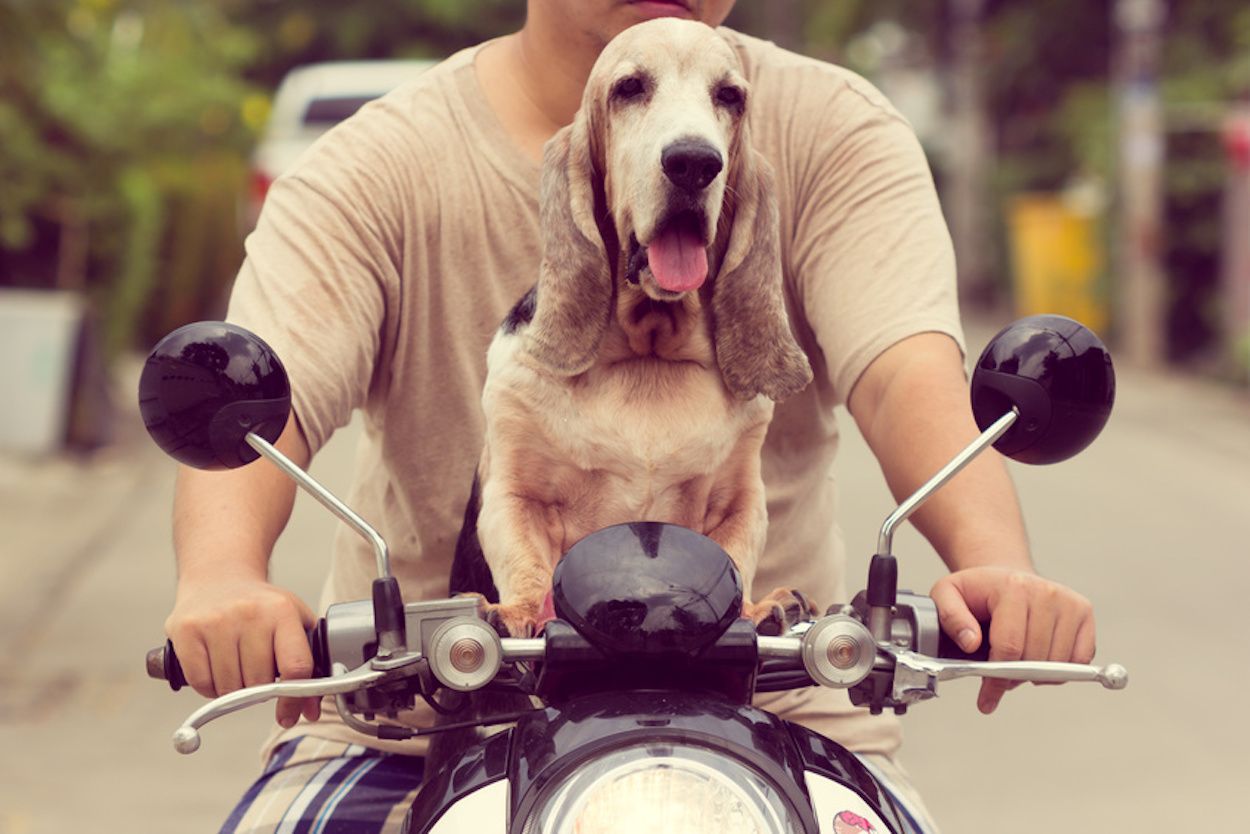 Dog Sitting On The Bike