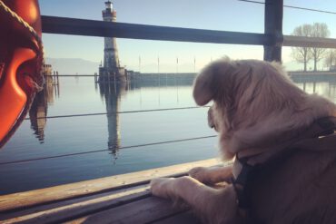 Bodensee Mit Hund 01