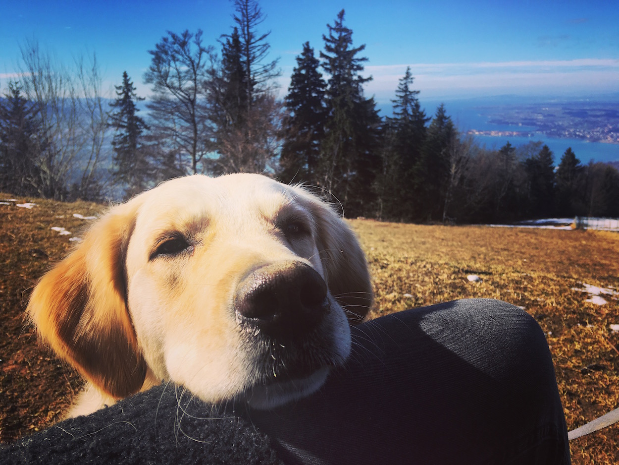 Bodensee Mit Hund 02