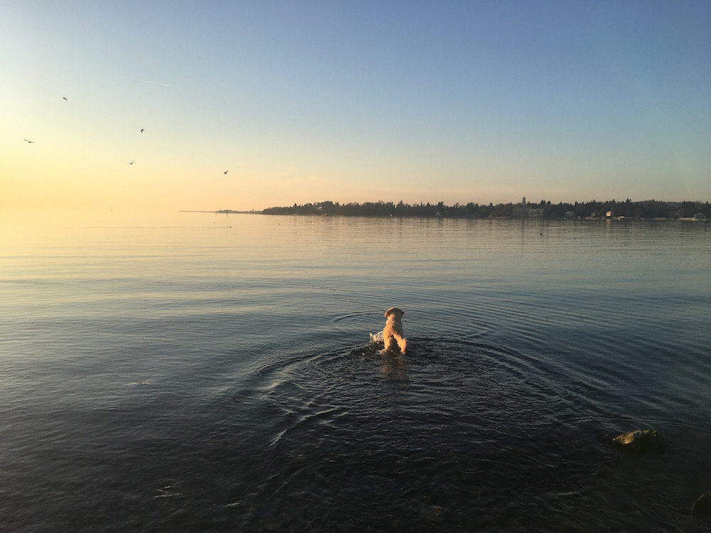 Bodensee Mit Hund 03