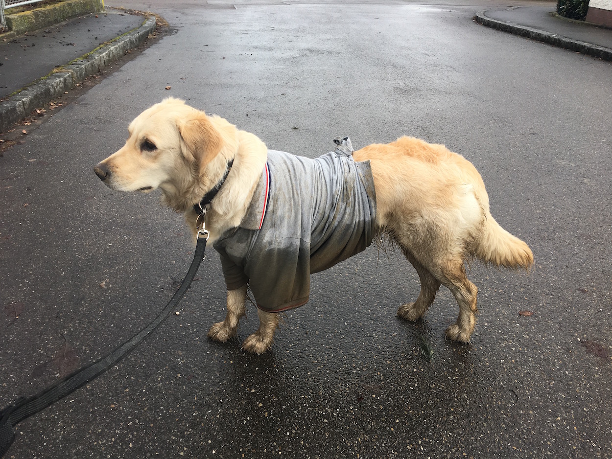 Regenschutzhund