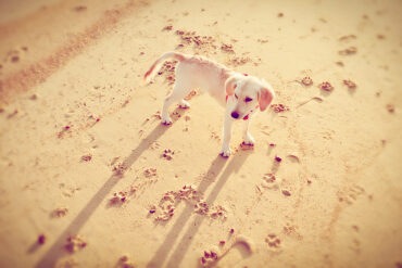 Mit Hund Am Strand