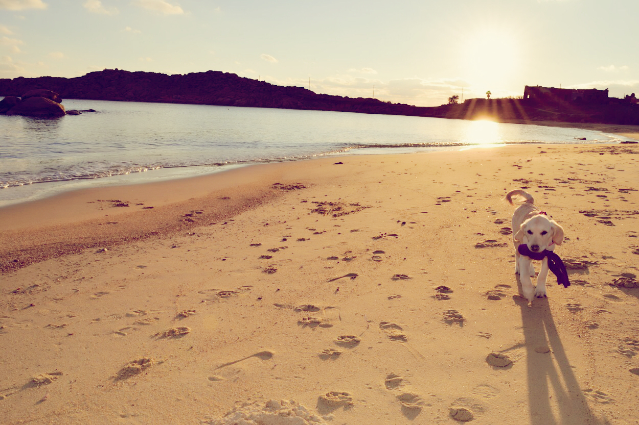 Mit Hund Am Strand 1