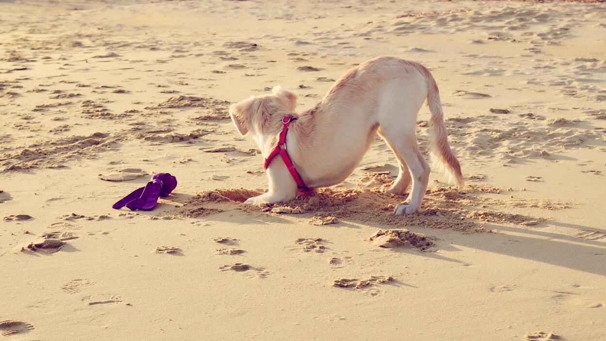 Mit Hund Am Strand 1 Paraga Beach Mykonos