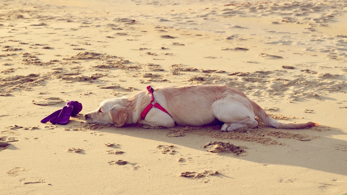 Mit Hund Am Strand 1 Paraga Beach Mykonos2