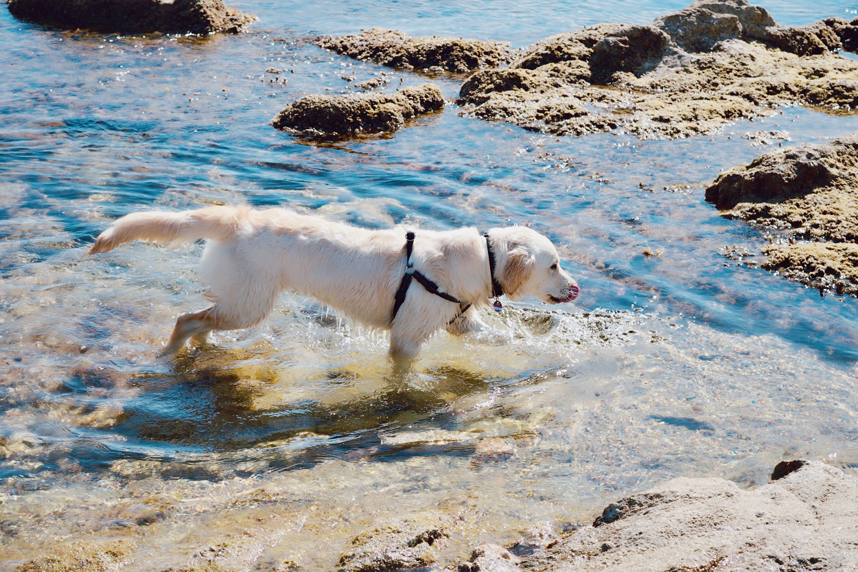 Mit Hund Am Strand 1 Paraga Beach Mykonos 3