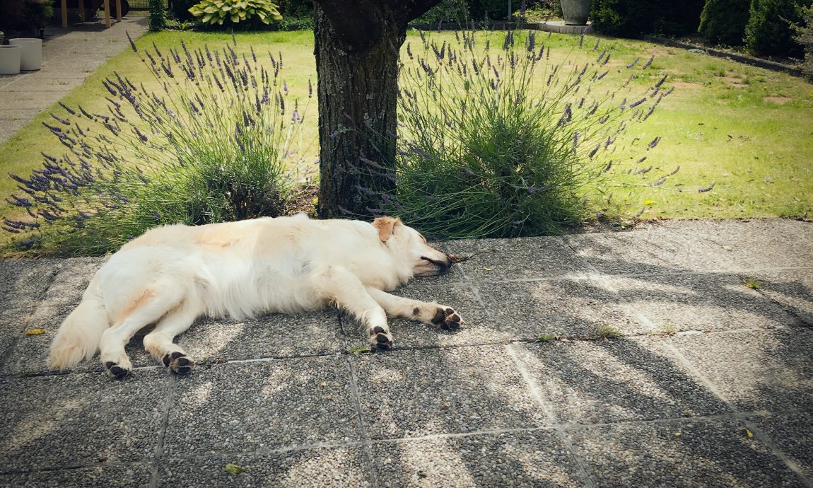 Hundeblog Gesundheit Goldenretriever