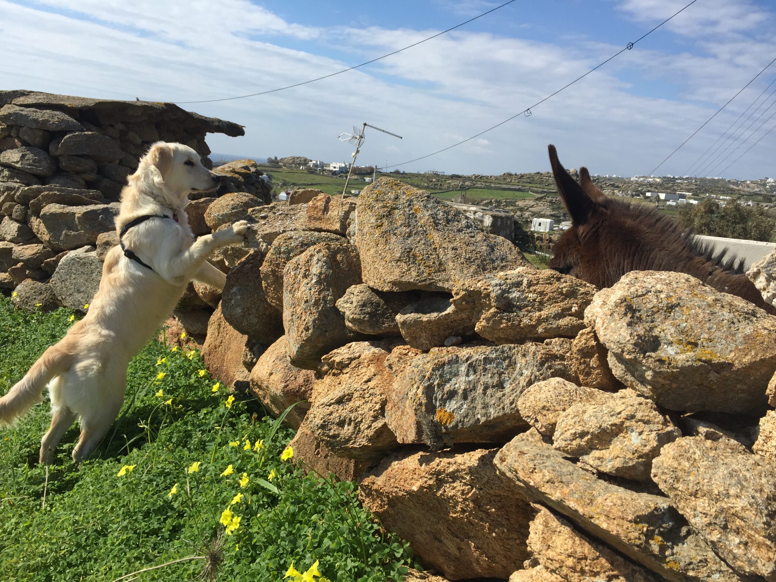 Hunde Klickertraining