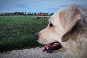 Klickertraining Hunde