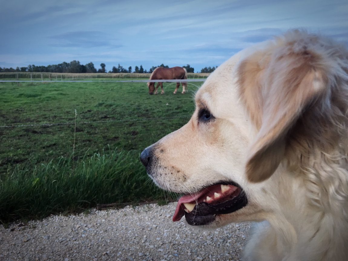 Klickertraining Hunde