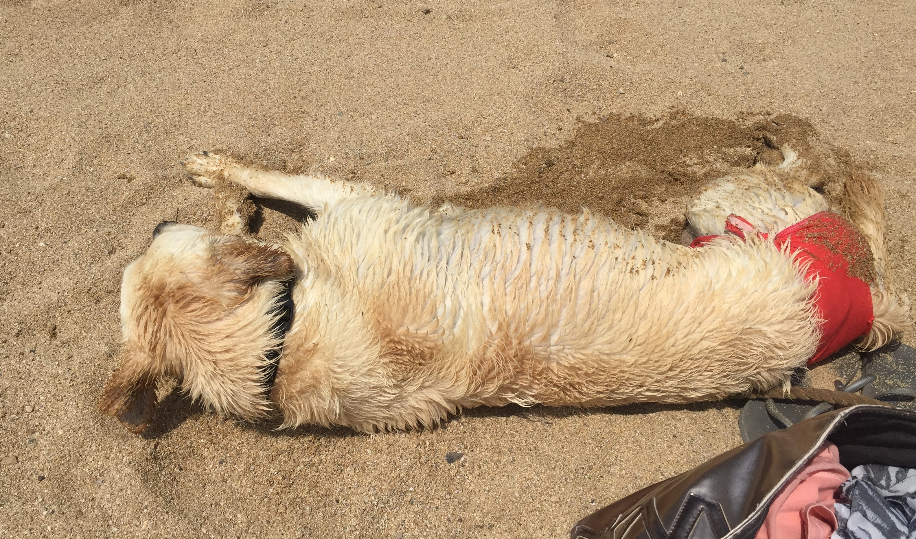 Läufige Hündin Am Strand