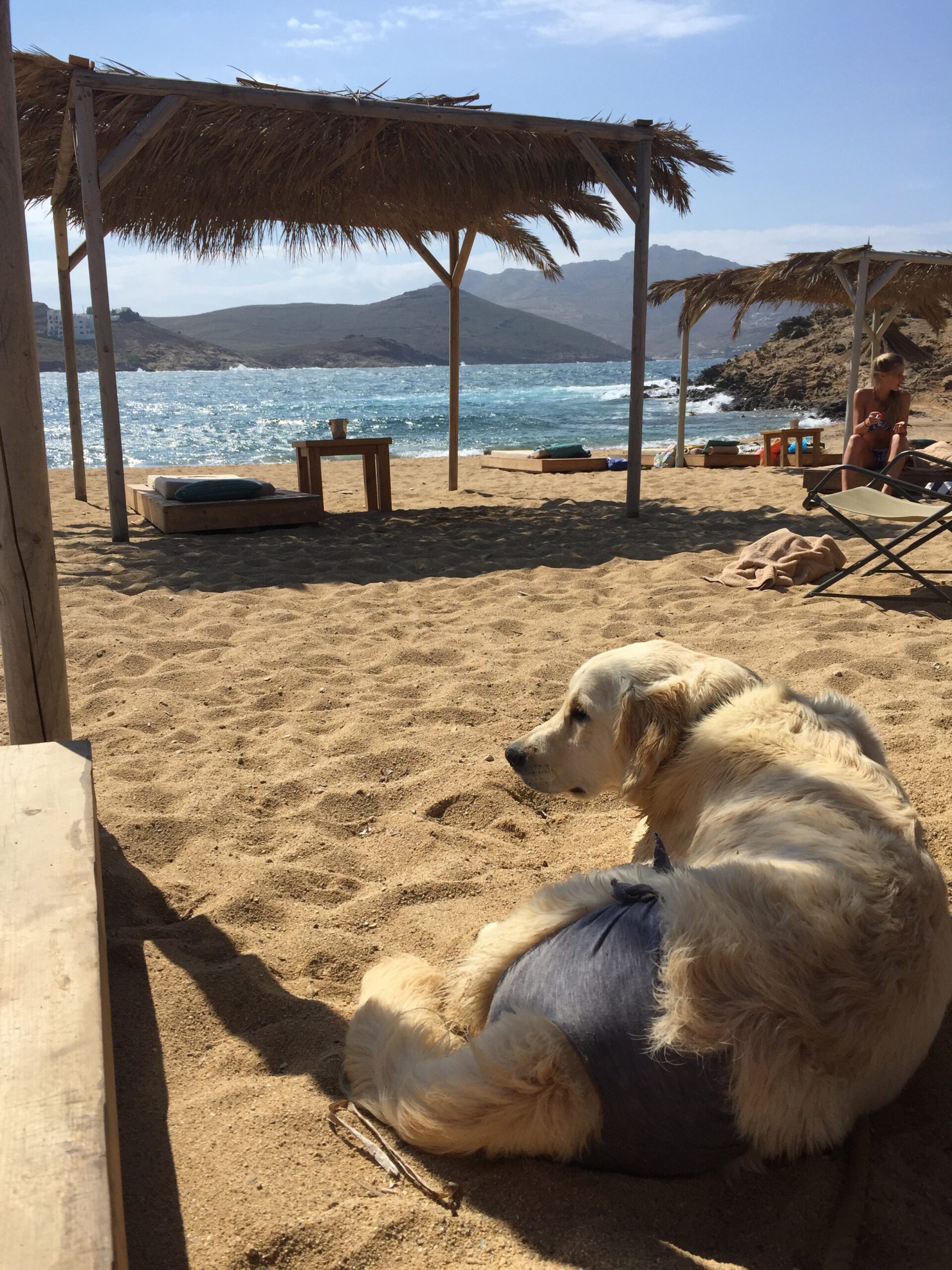 Mykonos Mit Hund Strand 2