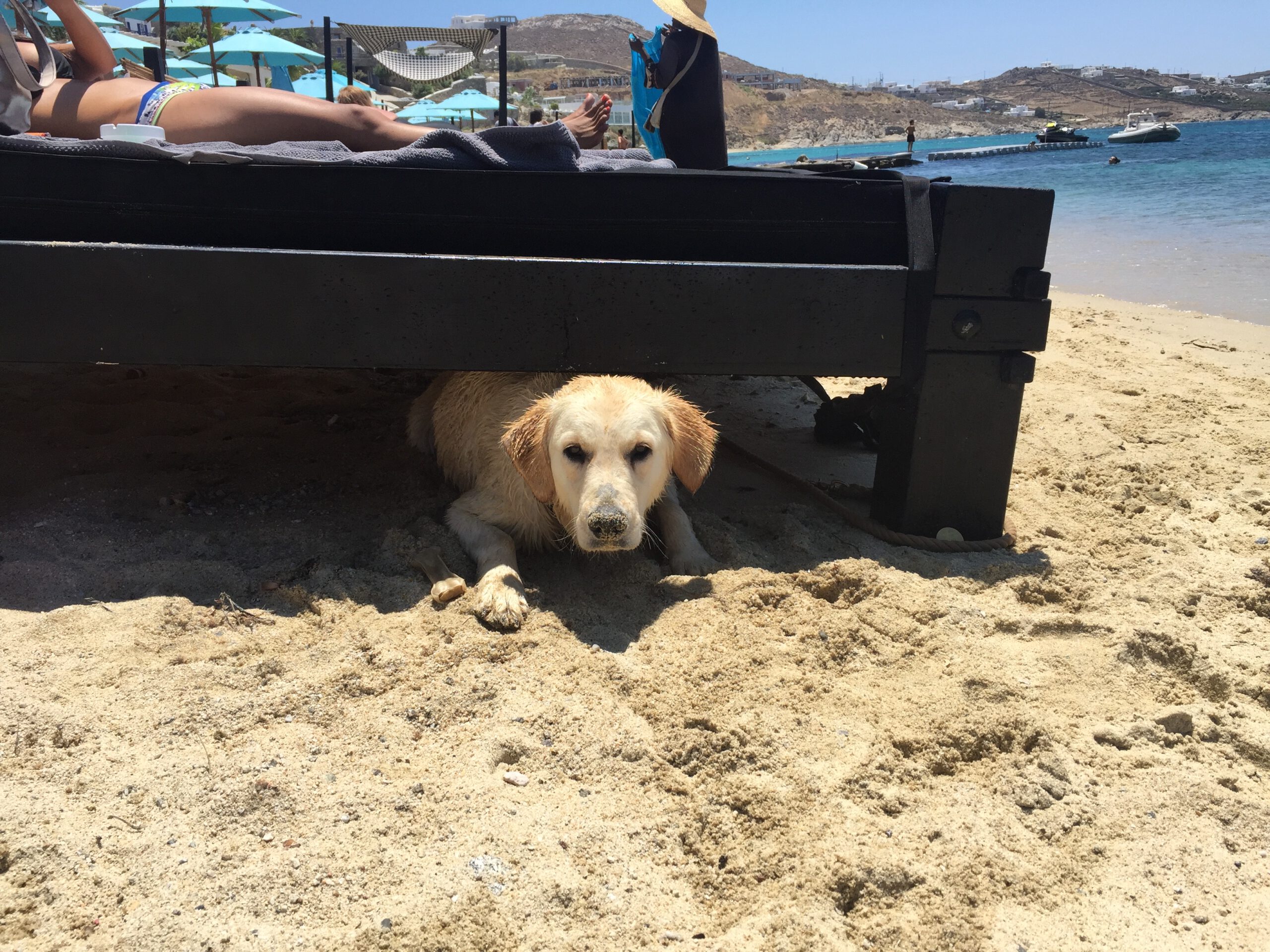 Mykonos Mit Hund Strand 8