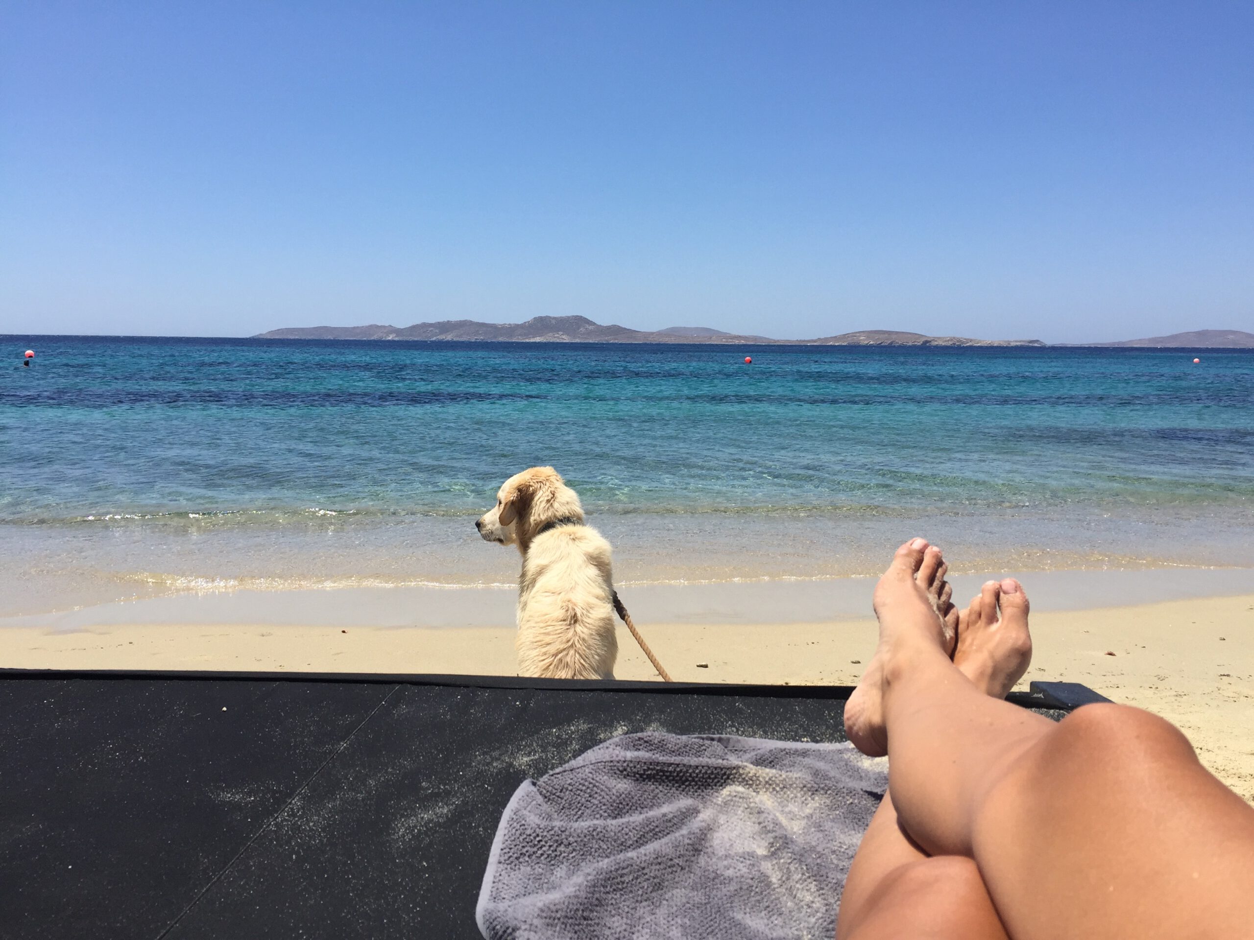 Mykonos Mit Hund Strand 9