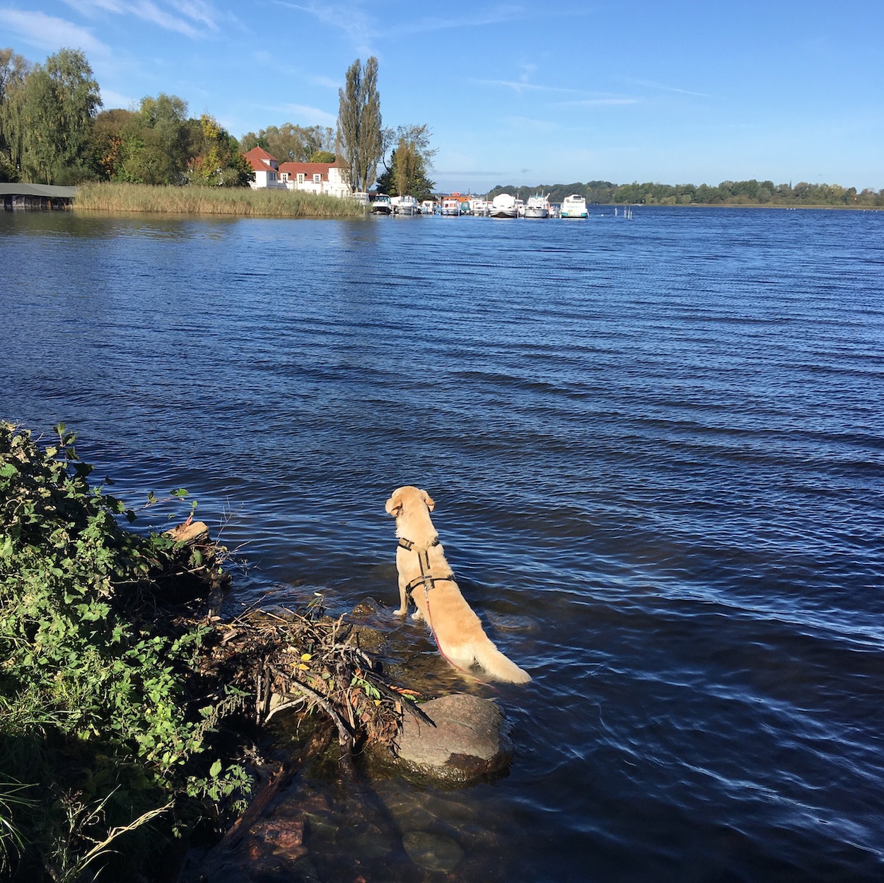 Ruppinersee Urlaub Mit Hund 02