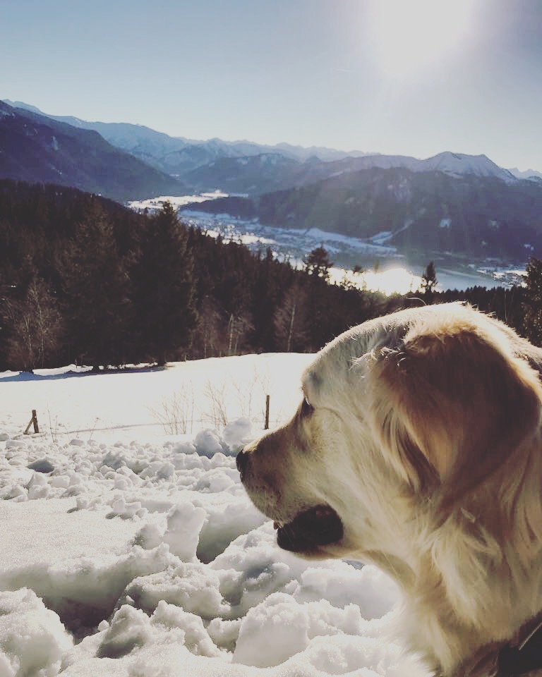 Dastegernsee Hote Mit Hund 7