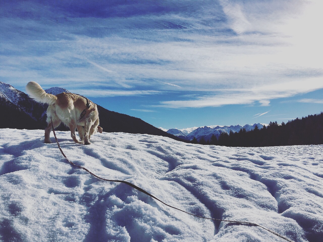 Urlaub Mit Hund Leutasch 08