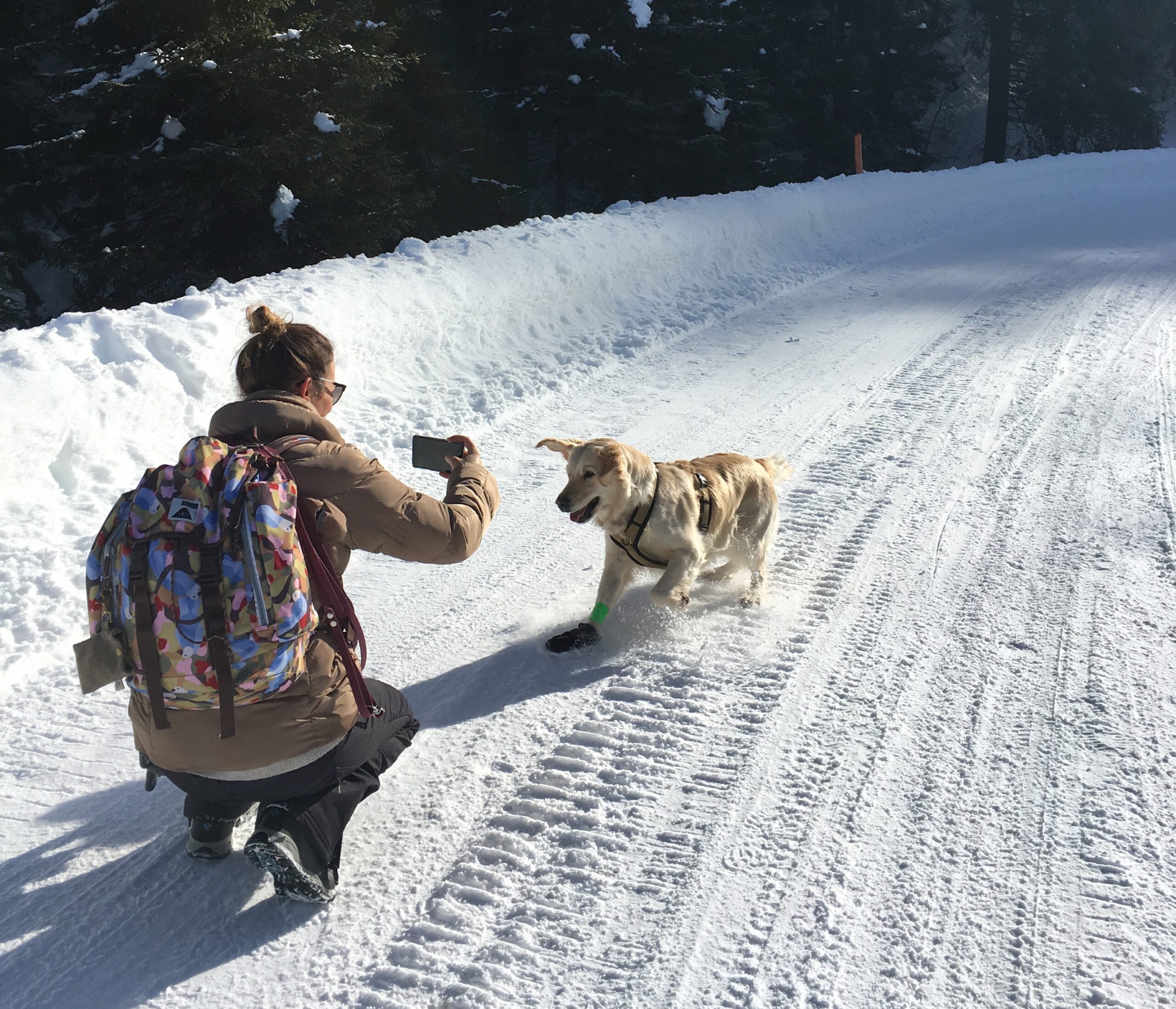 Urlaub Mit Hund Rauris Oesterreich 08