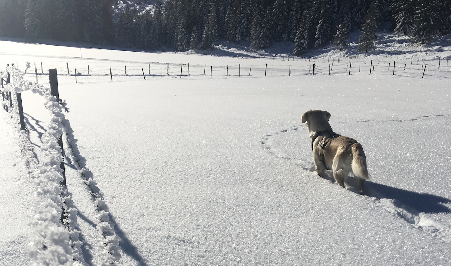 Tannheimer Tal Reisen Mit Hund 07