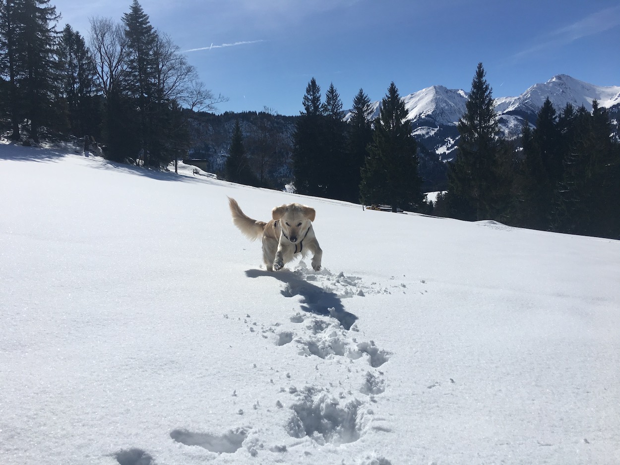 Tannheimer Tal Reisen Mit Hund 11