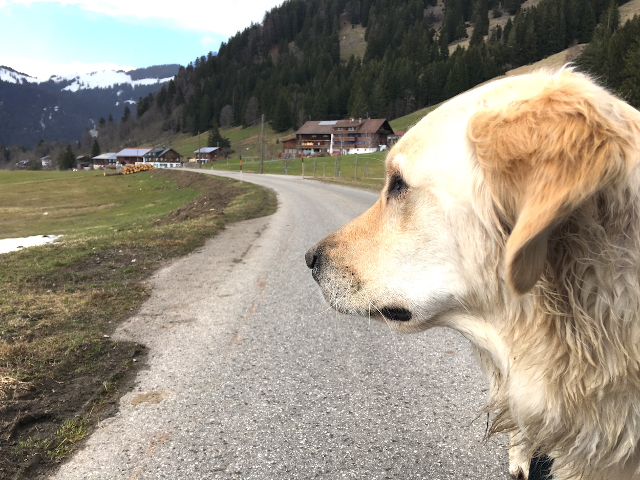 Tannheimer Tal Reisen Mit Hund 13