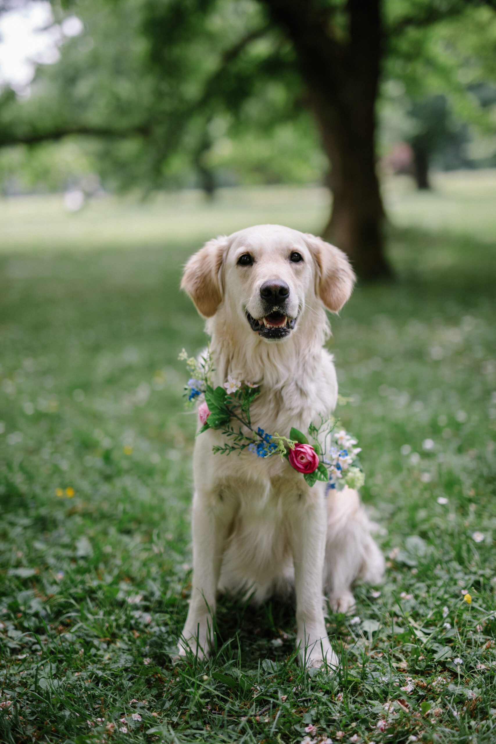 Hochzeit Mit Hund 5