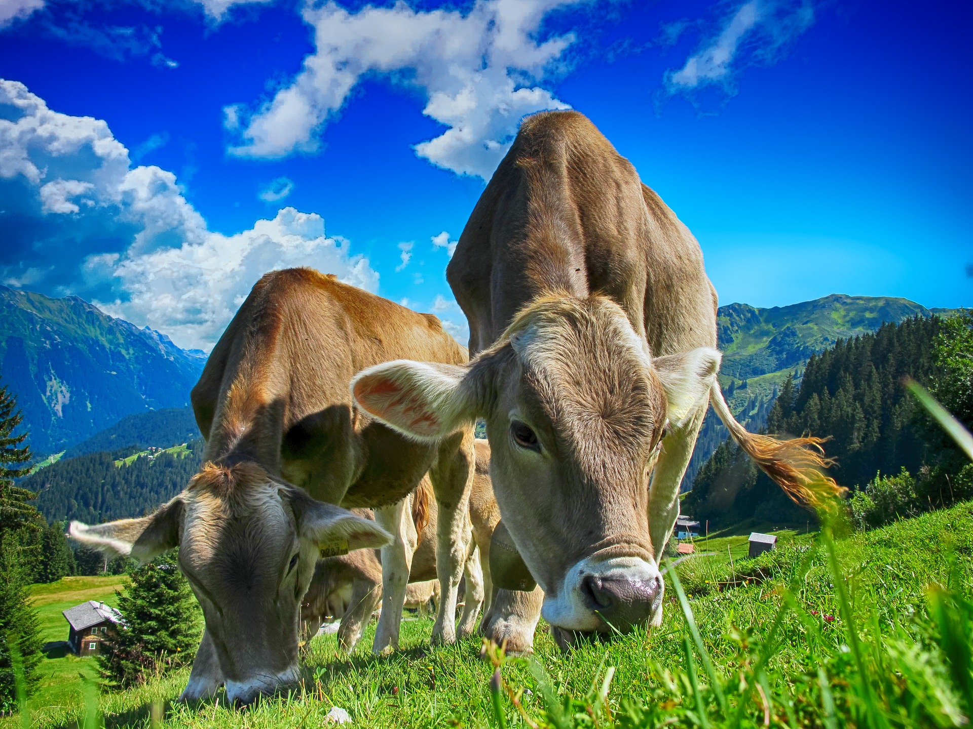 Fleischherkunft Rind Hundefutter01