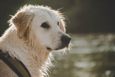 Lills 2018 Zeckenschutz Hund 1