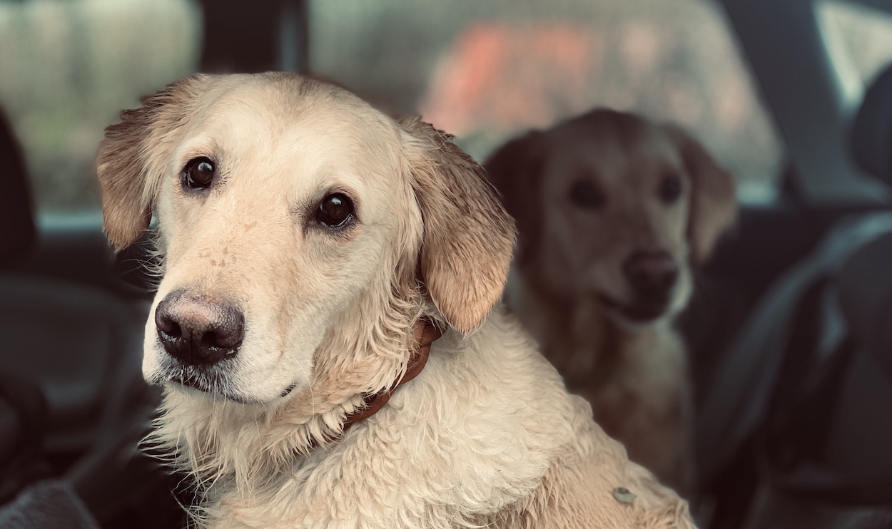 Propofol Hund Narkose Erfahrung