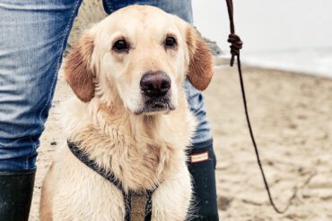 Urlaub Mit Hund Ahrenshoop Ostsee 01