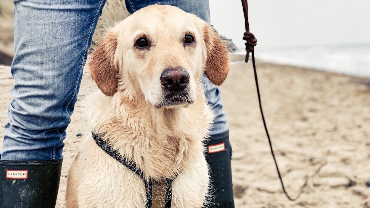 Urlaub Mit Hund Ahrenshoop Ostsee 01