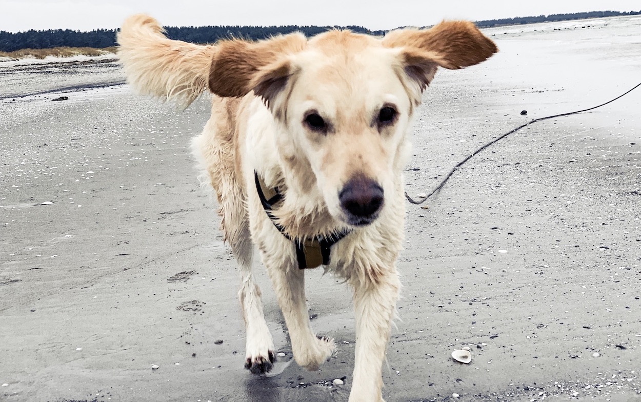 Urlaub Mit Hund Ahrenshoop Ostsee 02