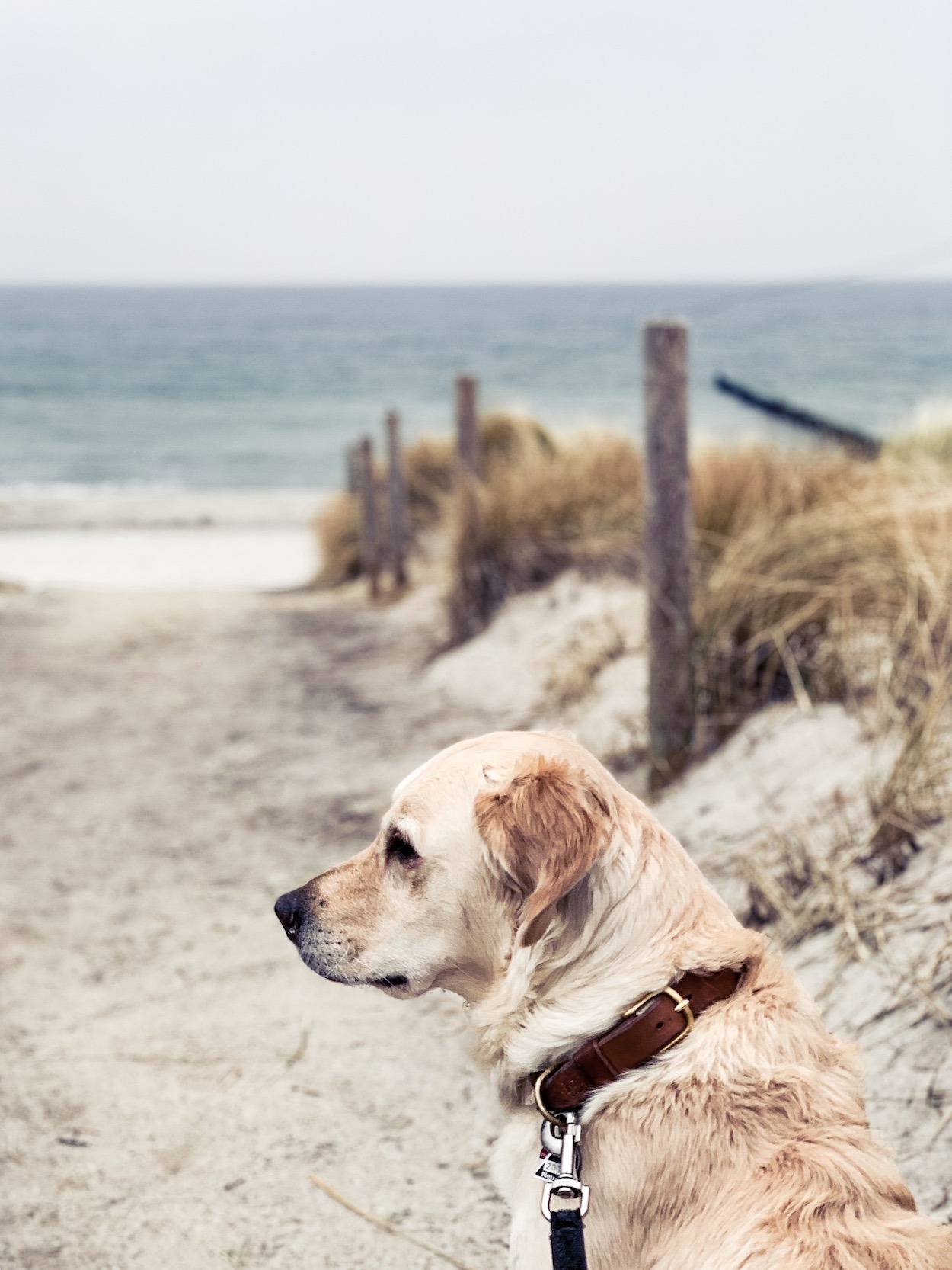 Urlaub Mit Hund Ahrenshoop Ostsee 03