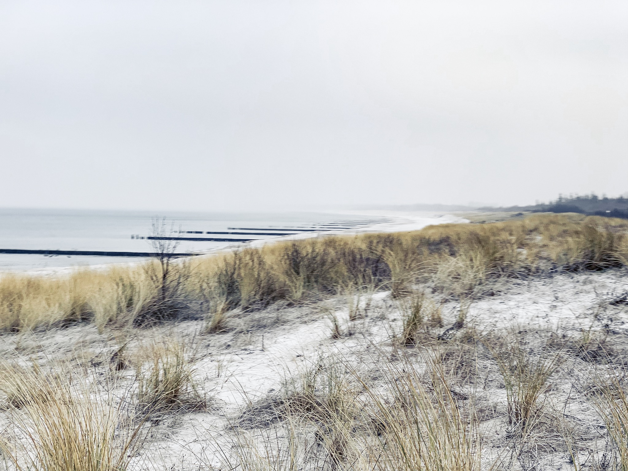 Urlaub Mit Hund Ahrenshoop Ostsee 15