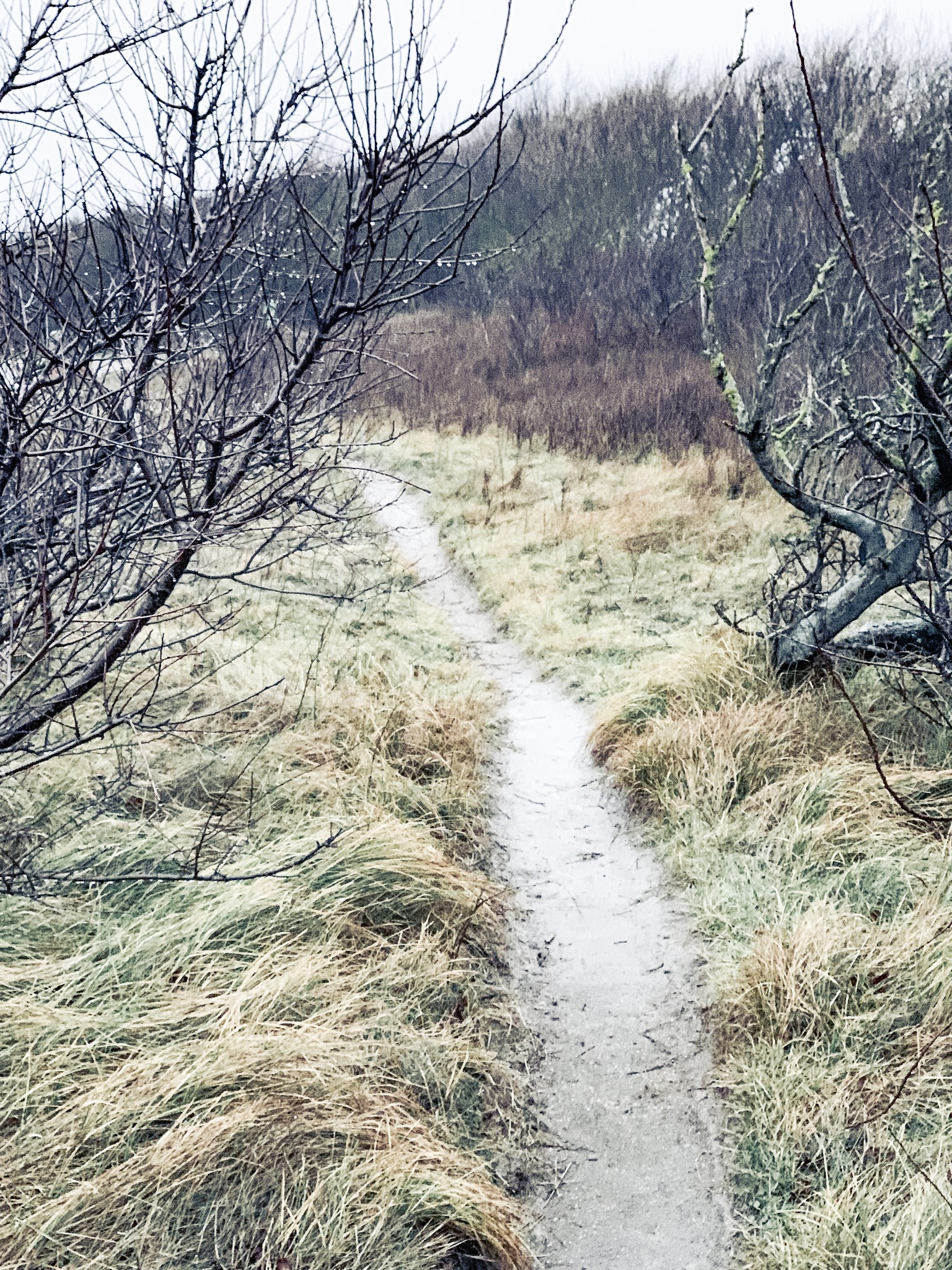 Urlaub Mit Hund Ahrenshoop Ostsee 24