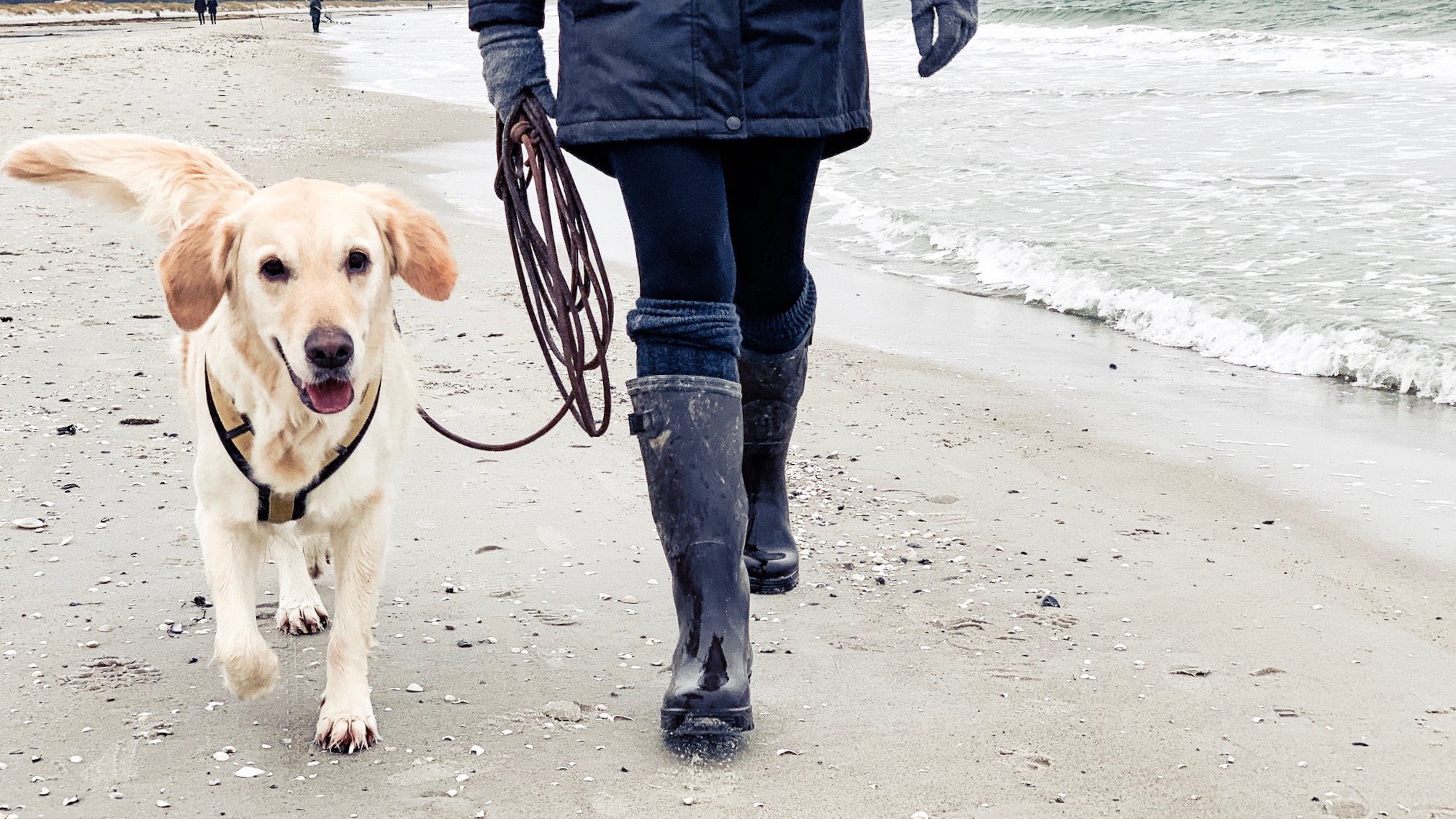 Urlaub Mit Hund Ahrenshoop Ostsee 26