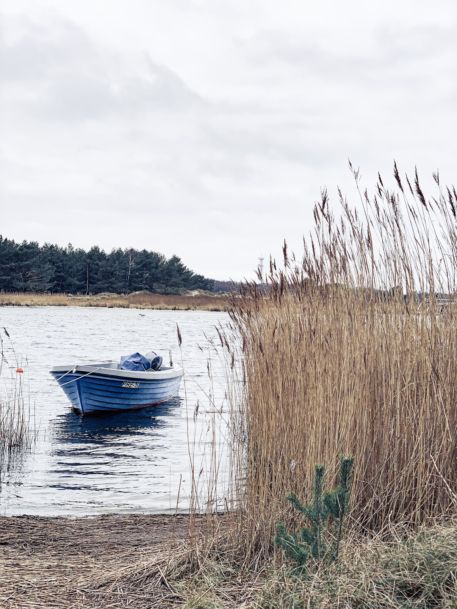 Urlaub Mit Hund Ahrenshoop Ostsee 28