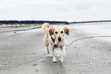 Urlaub Mit Hund Ahrenshoop Ostsee 29