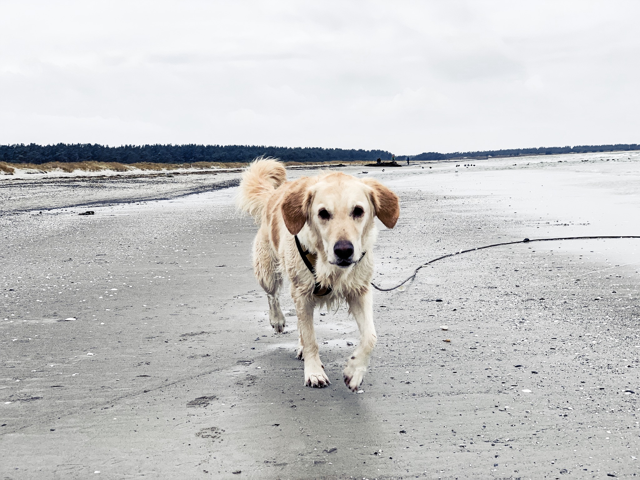 Urlaub Mit Hund Ahrenshoop Ostsee 29