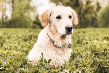 Stress Hundebegegnungen