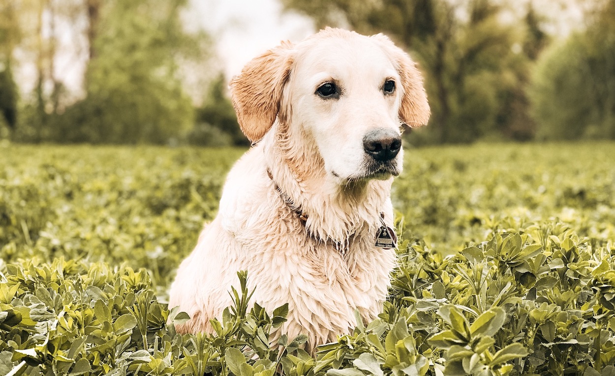 Stress Hundebegegnungen