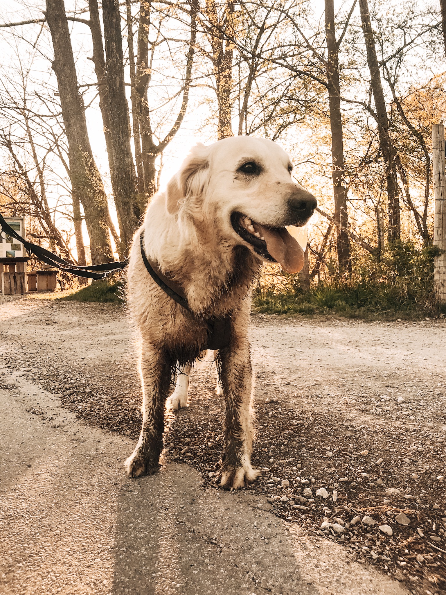 Reisen Mit Hund Chiemsee 13